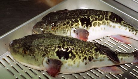 Ryba fugu je adrenalinový pokrm. Zemu, anebo ne?
