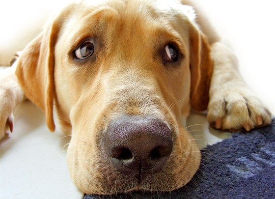 Podle prodejce silikonových implantát varlat psi po kastraci psychicky trpí.