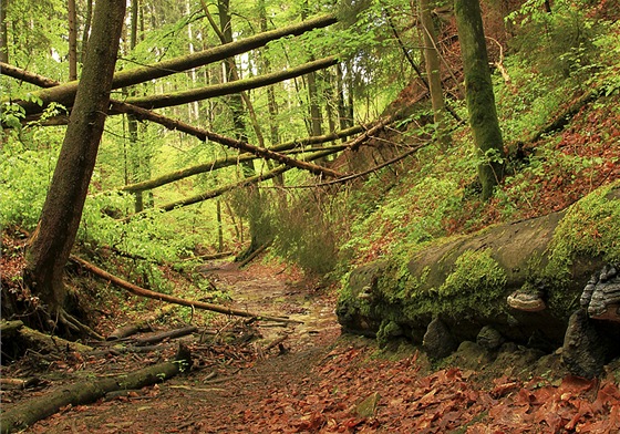 Cesta roklí se vine nejprve vedle koryta potoka, pozdji se prochází pímo