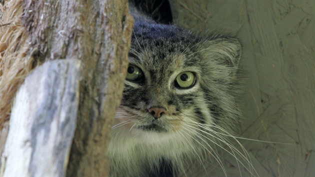 Manul je kokovitá elma velká jako koka domácí, ale na mohutnosti jí dodává