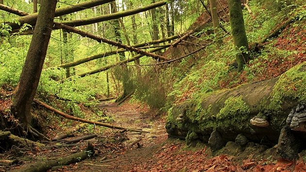 Cesta roklí se vine nejprve vedle koryta potoka, pozdji se prochází pímo