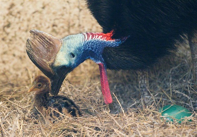 V zoo se narodil malý kasuár.