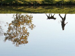 Svt vzhru nohama. Jihoafrický pejska vení svého tynohého druha u nádre...