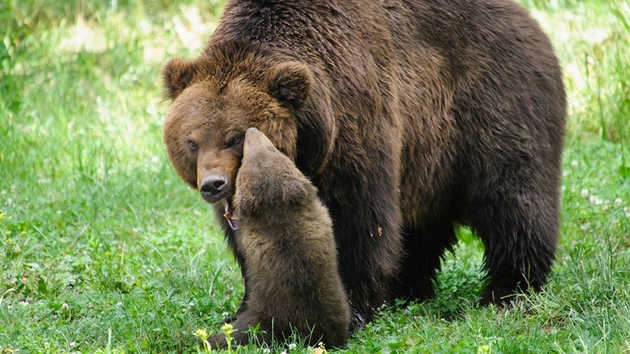 Medvíata Toby a Kuba z brnnské zoologické zahrady.