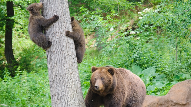 Medvata Toby a Kuba z brnnsk zoologick zahrady.