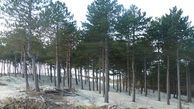 Mezi stromy borového lesa je nasypaný bílý písek jako na plái.