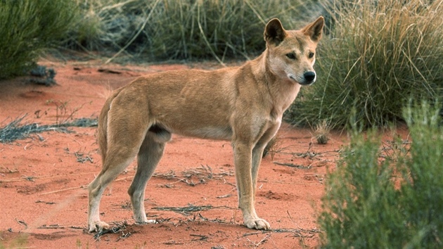 Pes dingo je psovit elma ijc jen v Austrlii. Je to vlastn poddruh vlka, kter ije samostatn v prod. Lov vtinou krlky, hlodavce a stedn velk klokany. Nkolikrt ale napadli i dti. 