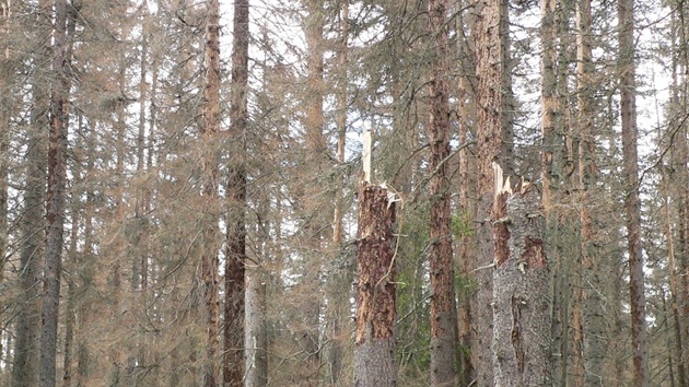 Devorubci na cest k pramenm Vltavy zvlátní technikou sráí vrky uschlých strom.