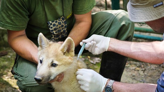 V brnnské zoo se narodilo est vlat arktických, ta u  podstoupila i okování