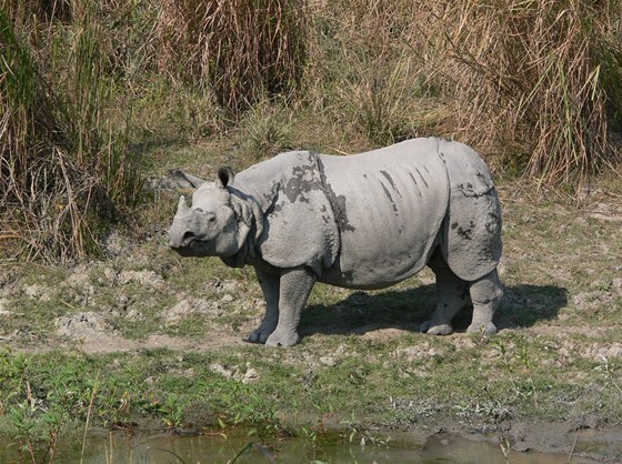 Nosoroec jednorohý je kriticky ohroeným druhem