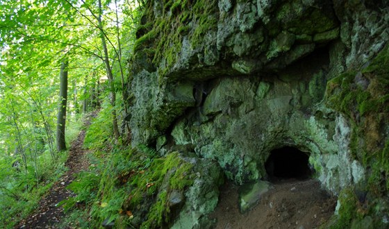 Trpaslií jeskyn (Skalky skítk) pedstavují dutiny po vyhnilých kmenech...