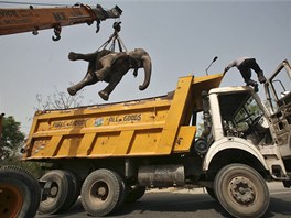Jeáb odklízí tlo tyicetileté slonice Chanchal, kterou na pedmstí Nového...