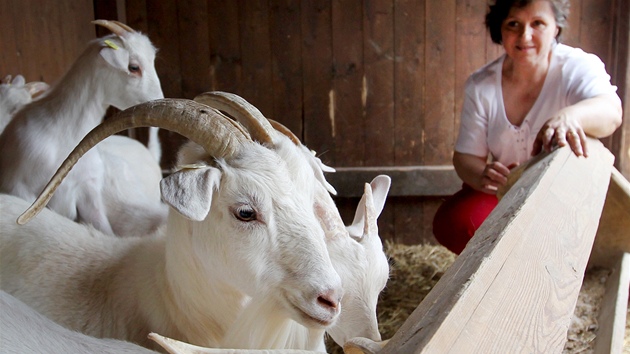 Kozí sýr Sedlák z farmy v ovce se stal jedním z vítz regionálního produktu