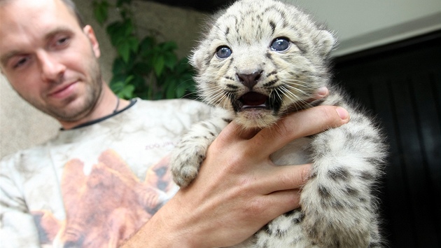 Trojata levharta snnho z jihlavsk zoo