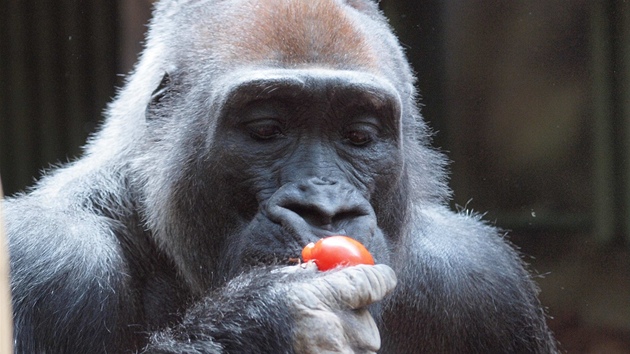 Samec gorily ninn Tadao se vrtil do zoo ve Dvoe Krlov. (27. 6. 2012)