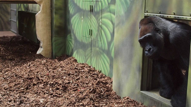 Samec gorily níinné Tadao se vrátil do zoo ve Dvoe Králové. (27. 6. 2012)