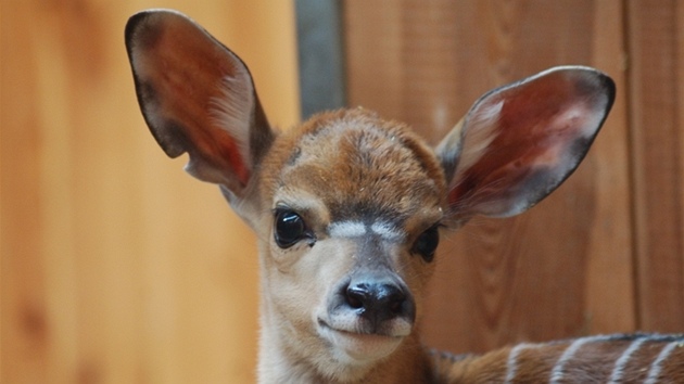 Nyala ninn se narodila v plzesk zoo na konci kvtna. 