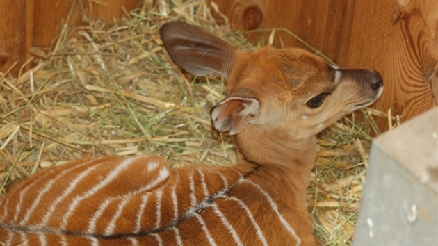 Nyala ninn se narodila v plzesk zoo na konci kvtna. 