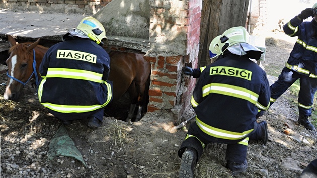 Dv jednotky hasi pomhaly v Tuapech na Olomoucku koni, kter se propadl do starho sklepa a nemohl ven.