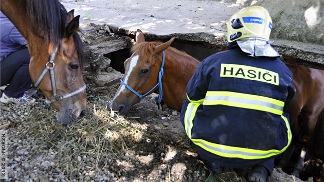 Dv jednotky hasi pomhaly v Tuapech na Olomoucku koni, kter se propadl do starho sklepa a nemohl ven.