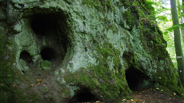 Trpaslií jeskyn (Skalky skítk) pedstavují dutiny po vyhnilých kmenech...