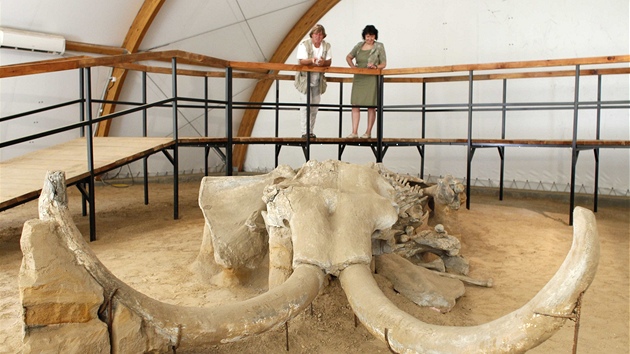 Nvtvnci si prohlej ji odkrytou mamut kostru (27. ervna 2012)