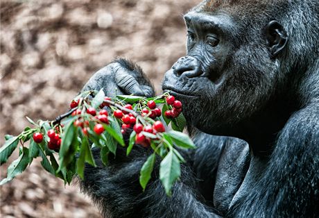 Pavilon goril stál královédvorskou zoo 23 milion korun. Obývá ho ale pouze neplodný samec Tadao.