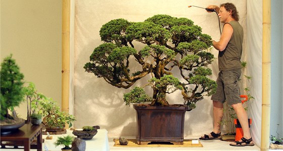 Zahradník Zdenk Eichler se o unikátní bonsaj stará tém ticet let.