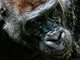 Gorilí samec Tadao a nový pavilon opic v Zoo Dvr Králové nad Labem