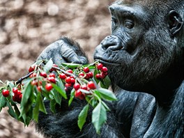 Gorilí samec Tadao obývá pavilon opic v Zoo Dvr Králové nad Labem, oteveli...