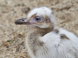 V zoo se narodila tyi mláata nandu pampového, která sdílí výbh s pávy.