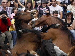 Festival krocení koní Rapa das Bestas ve panlsku