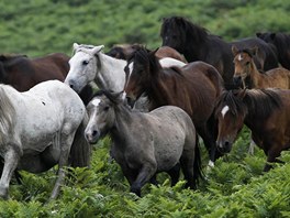 Festival krocení koní Rapa das Bestas ve panlsku