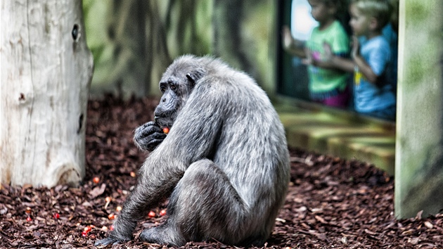 Pohled do pavilonu opic v Zoo Dvr Krlov nad Labem.