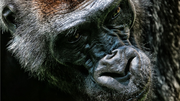 Goril samec Tadao a nov pavilon opic v Zoo Dvr Krlov nad Labem