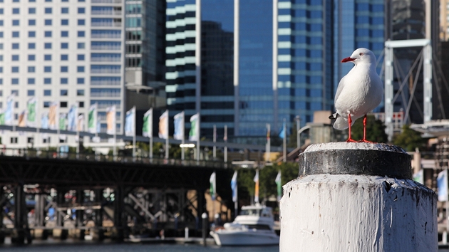 Racek u konferenného centra v Darling Harbour