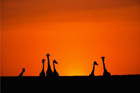 Na Kubu z Namibie pojedou i irafy