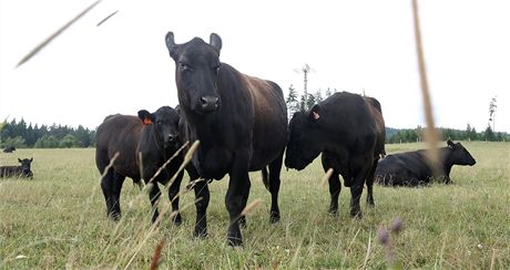 Krávy se majiteli ztratily z pastvin mezi abinou a erným mlýnem. (Ilustraní foto)