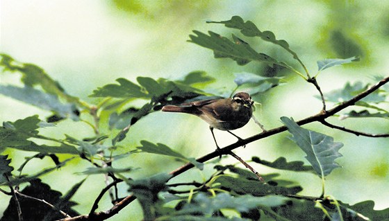 V eském výcarsku ornitologové budníka zeleného pozorovali v Kyjovském údolí.