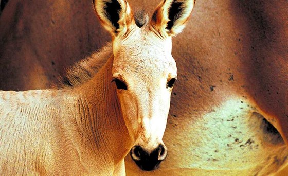 Mlád oslíka se v liberecké zoo ujala náhradní matka. Jeho vlastní ho zavrhla.