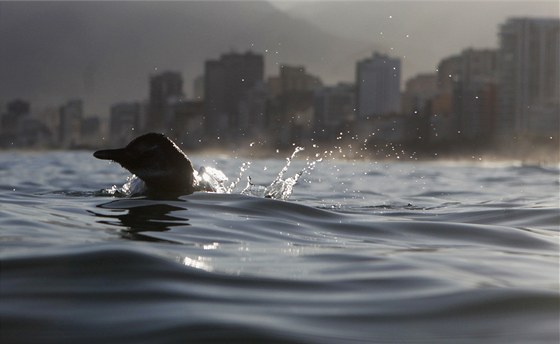 Tuák plave kolem beh Rio de Janeira, kde se ped asem objevily skupina