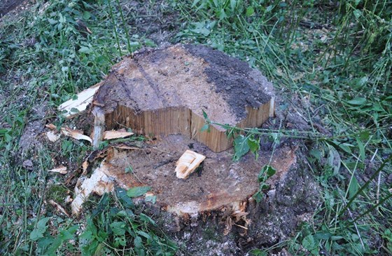 Místo vzrostlých dub nael majitel na svém pozemku jen paezy (ilustraní foto).