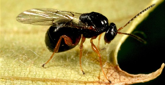 Vosika labatka (Dryocosmus kuriphilus), nebezpený hmyz napadající
