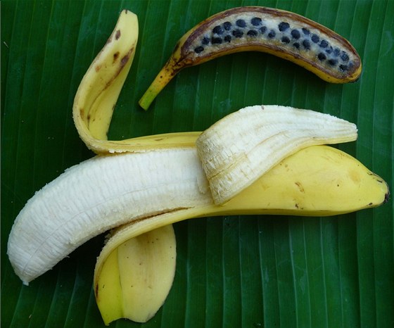 Kadý, kdo vyrazil poprvé do trop, je pekvapený bohatostí odrd banánovníku. Na snímku je sladký cavendish, tedy typ, který v posledních desetiletích ovládl západní trh, a pro srovnání jeho divoký pedek.