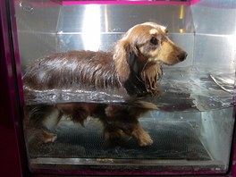 Terapie pro psy. Jezevík na výstav v Taipei lape ve speciálním vodním...