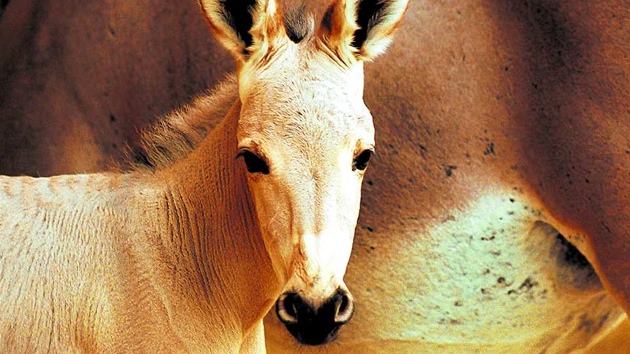 Mlád oslíka se v liberecké zoo ujala náhradní matka. Jeho vlastní ho zavrhla.