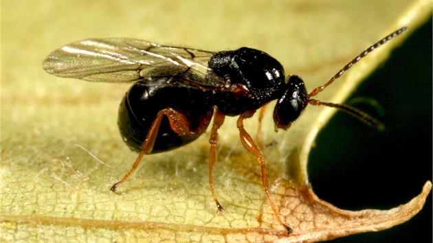 Vosička žlabatka (Dryocosmus kuriphilus), nebezpečný hmyz napadající Vosička žlabatka (Dryocosmus kuriphilus), nebezpečný hmyz napadající