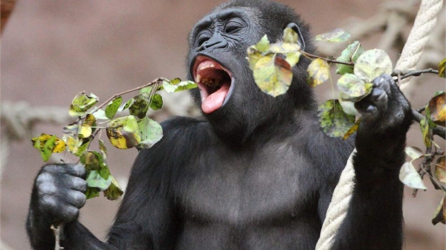 Vprask zoo dostvaj gorily nejen zeleninu a ovoce, ale i vtve rznch druh strom. Tatu (na snmku) i ostatn je schut okusuj. 
