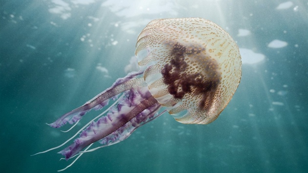 Medúza talíovka svítivá (Pelagia noctiluca) vyfocená ve vodách u panlského...