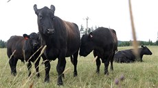 Na farmě v Mitrově chovají plemeno Aberdeen Angus. Na farmě v Mitrově chovají plemeno Aberdeen Angus.